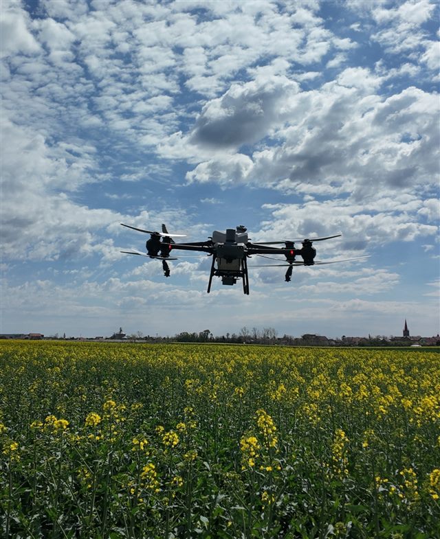 Dron u letu iznad uljane repice u cvetanju